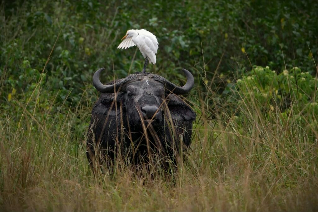 African buffalo with an anti-parasite bird on its back in Uganda