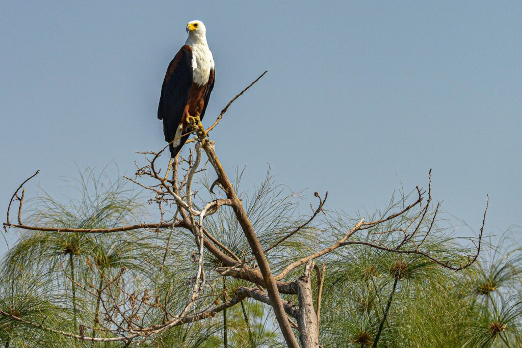 African Fish Eagle at Akagera National Park Rwanda