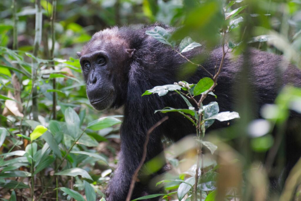 Chimpanzee Nyungwe Forest Rwanda