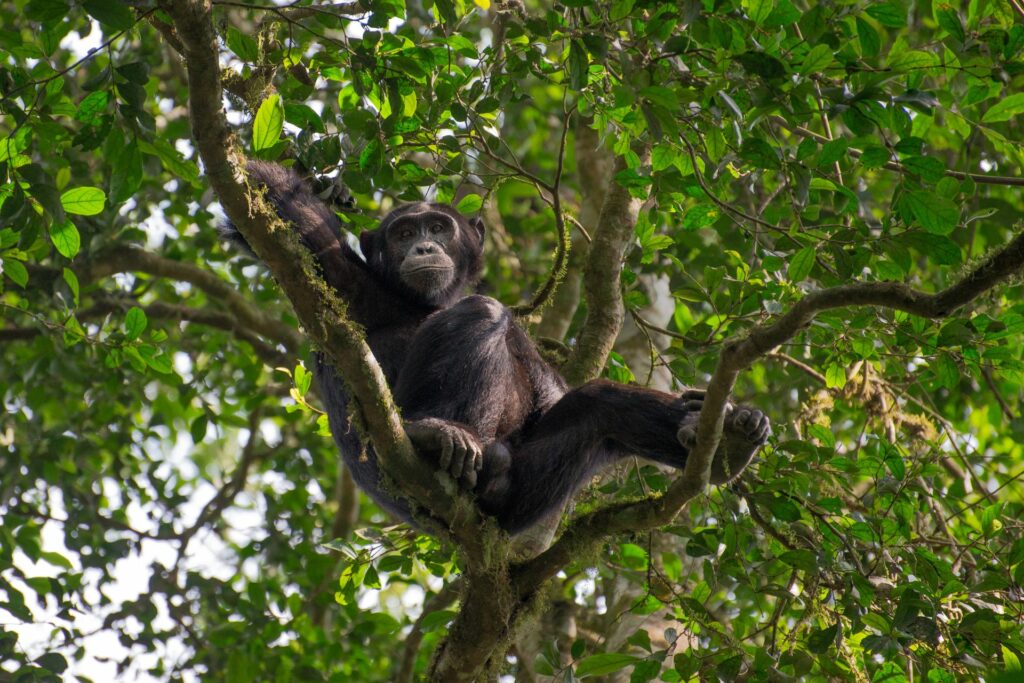 Chimpanzee Nyungwe Rwanda