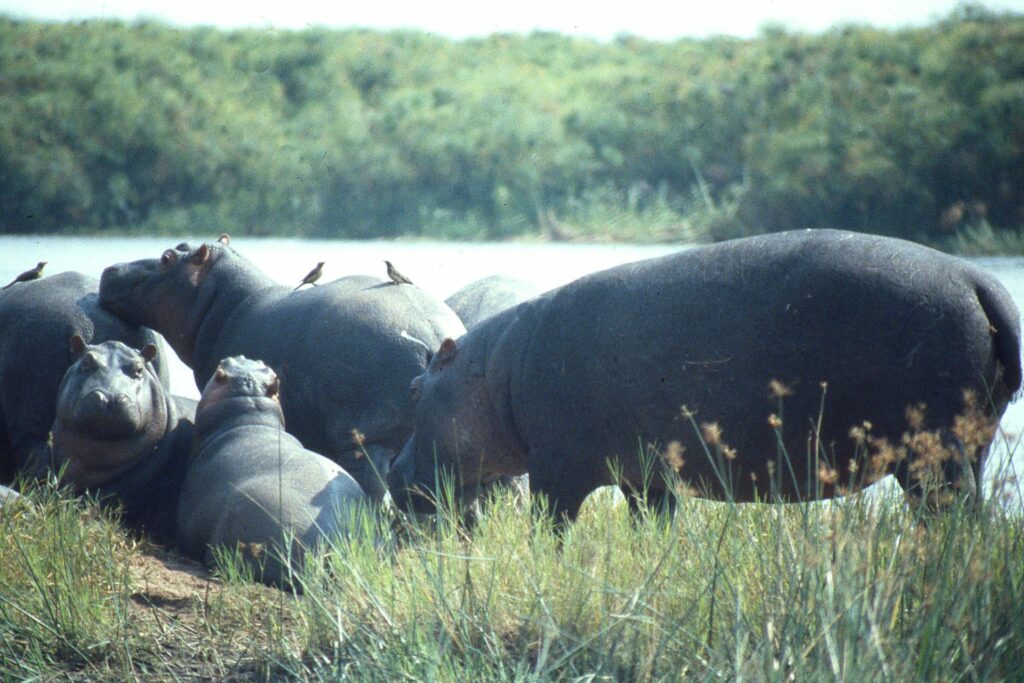 Hippos at Akagera National Park Rwanda
