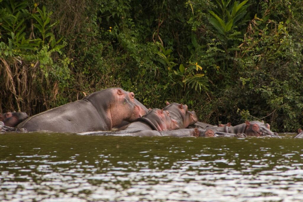 Hippos in Lake Mburo Uganda