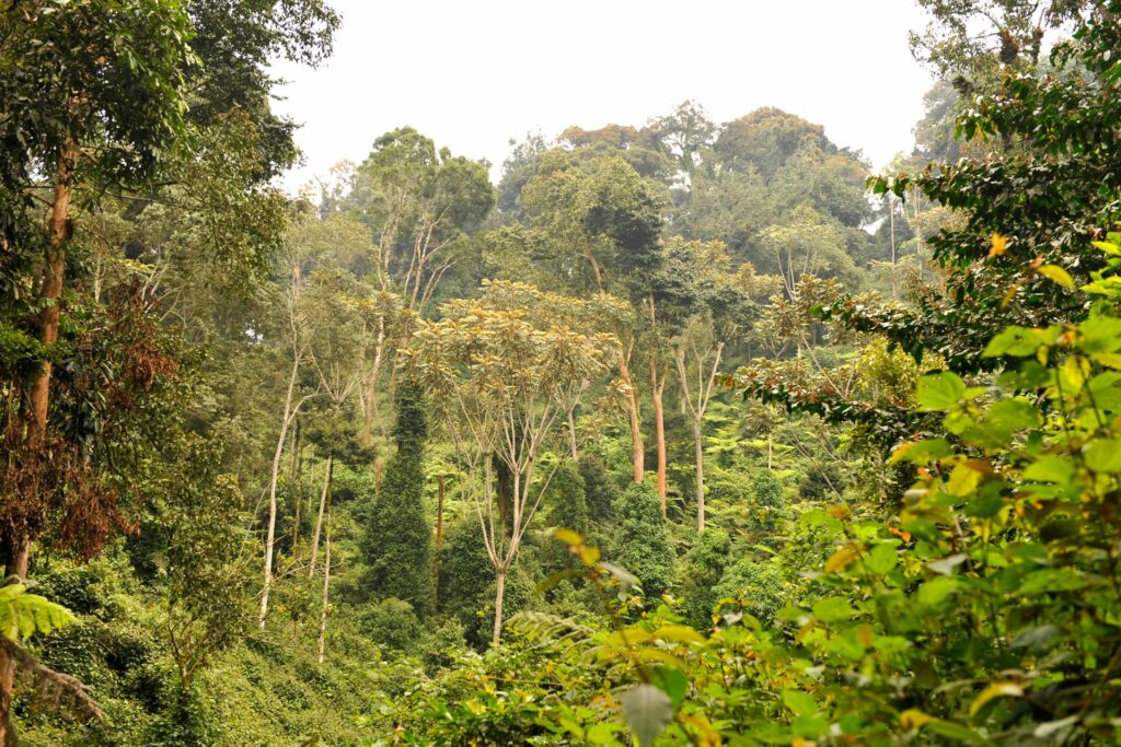 Nyungwe Forest National Park Rwanda