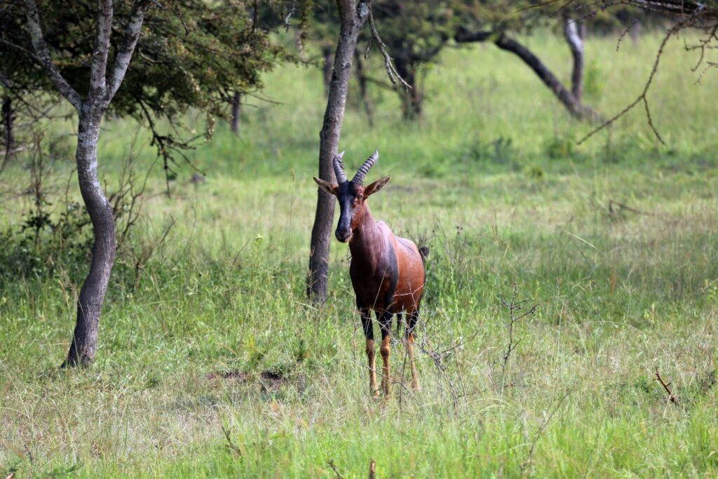 Topi at Lake Mburo National Park Uganda