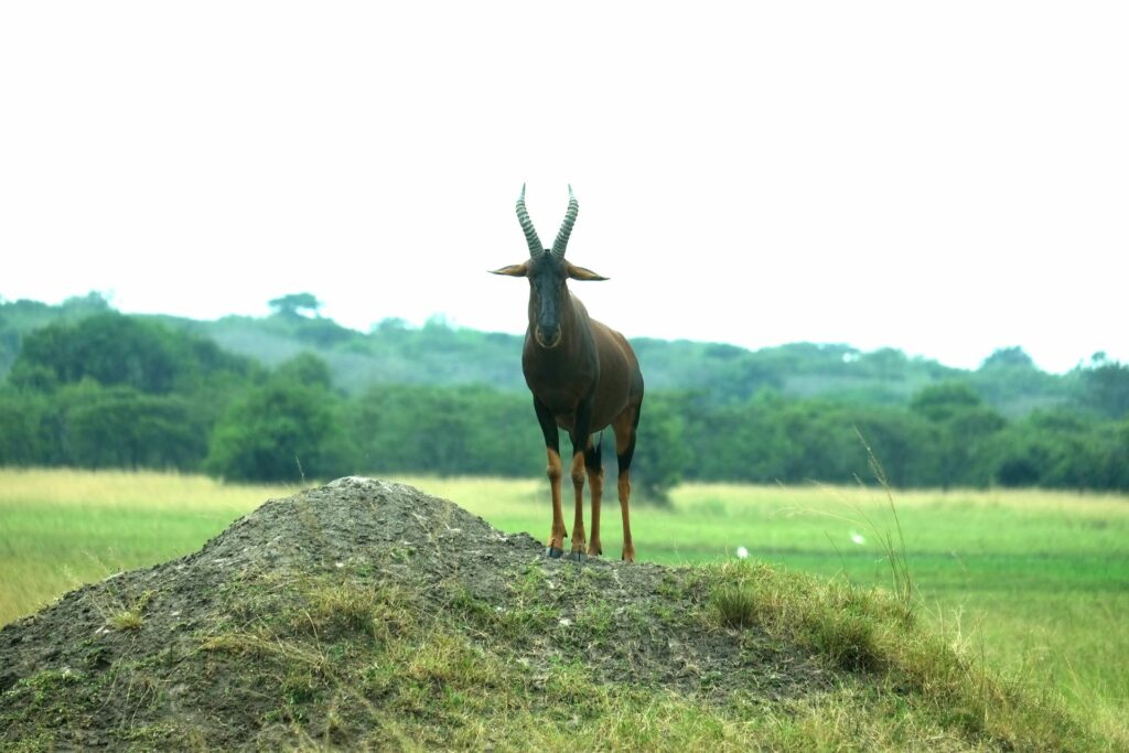 Toppie at Akagera National Park Rwanda