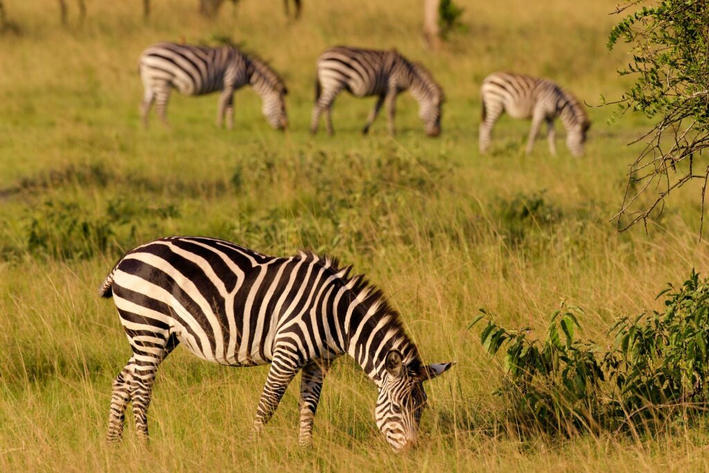 Zebras at Lake Mburo National Park Uganda