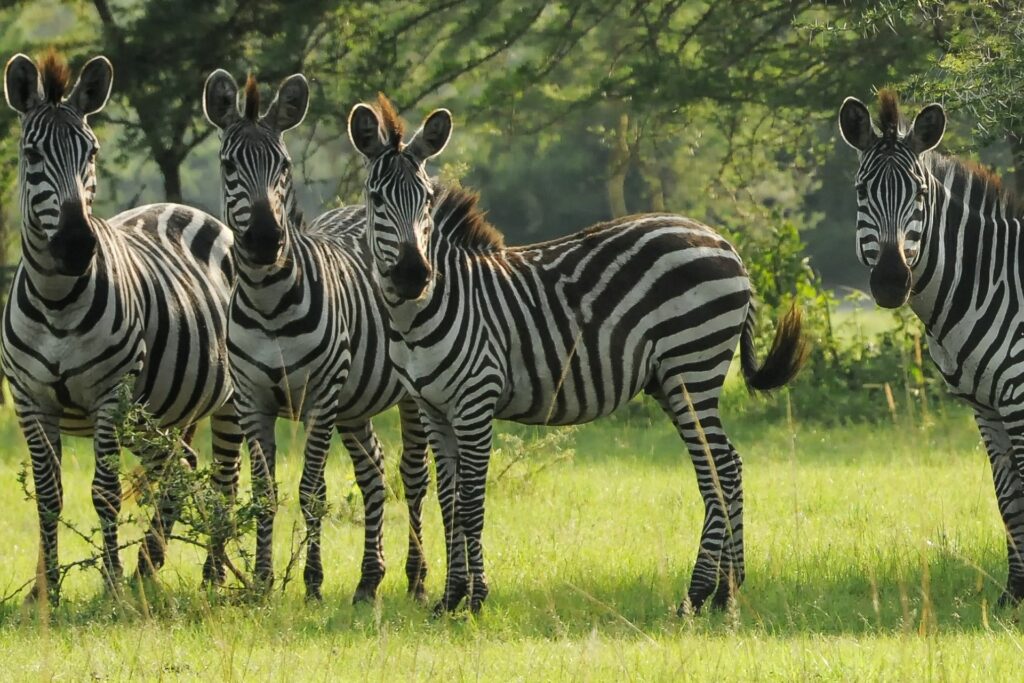 Zebras at Lake Mburo Uganda