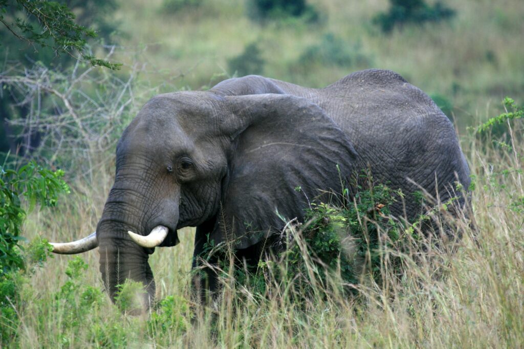 African Elephant, Uganda, Africa