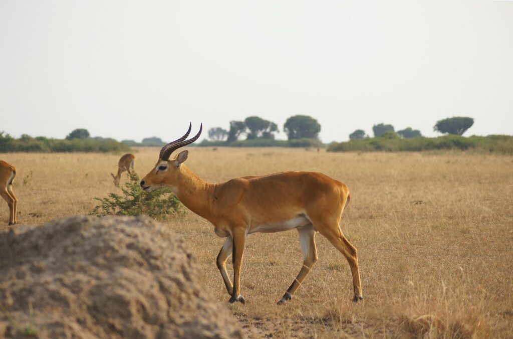 Antelopes in Uganda Queen Elizabeth National park