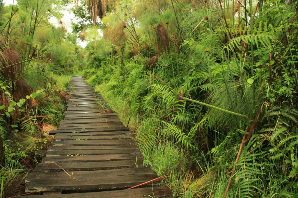 Bigodi Swamps - Uganda