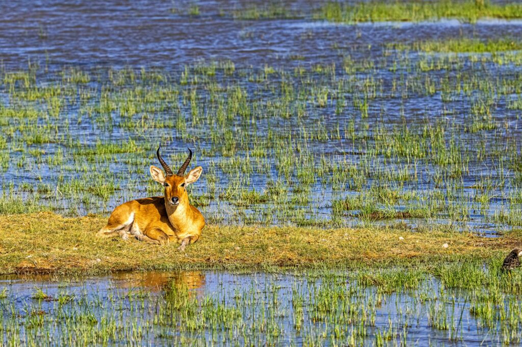 Bohor Reedbuck antelope in Amboseli National Park