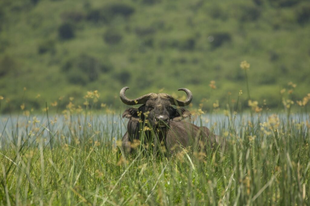 Buffalo (Syncerus caffer), Queen Elizabeth National Park, Uganda