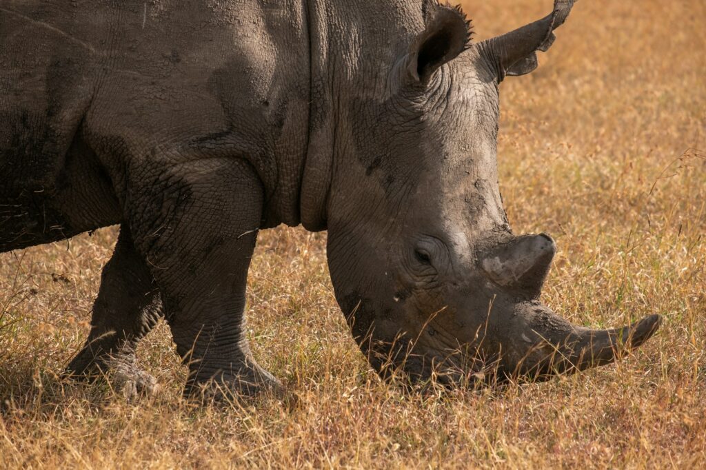 Closeup shot of a muddy rhinoceros grazing on a field captured in Ol Pejeta, Kenya