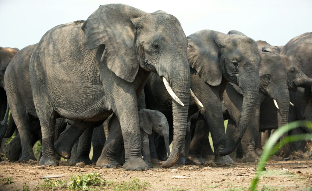 Elephantsin Savanna in Uganda