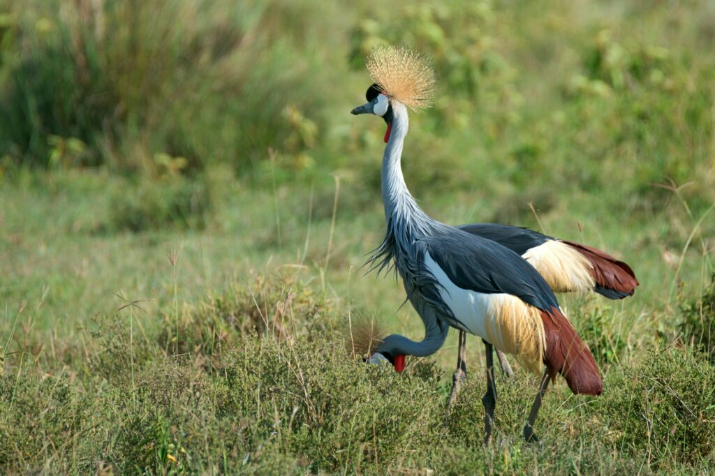 Grey crowned crane