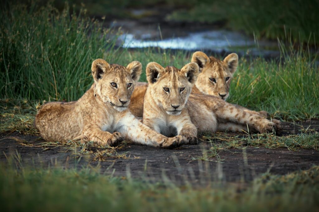 Three adorable lion cubs relaxing in the grasslands of Tanzania, showcasing the beauty of African wildlife.