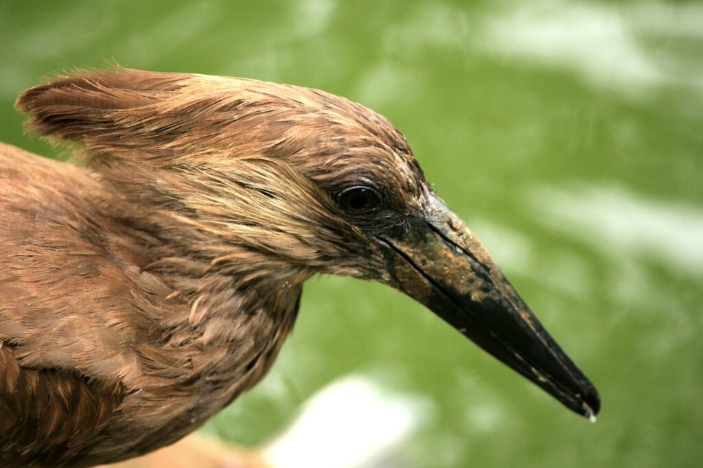 Hammerkop - African Wildlife