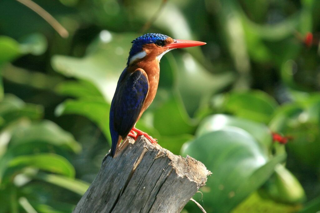 Lake Victoria - The Source of The River Nile - Uganda, Africa