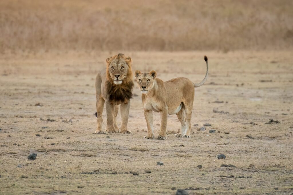 Majestic lions gracefully stride across a vast Kenya safari