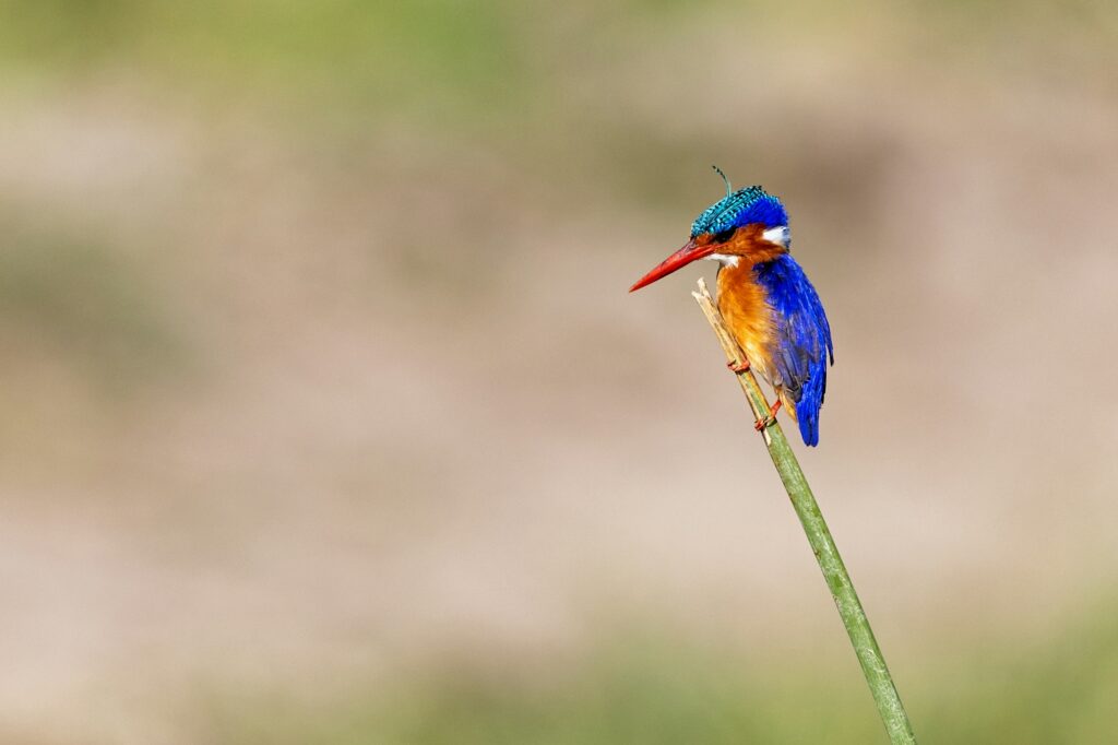 Malachite kingfisher bird perched on branch
