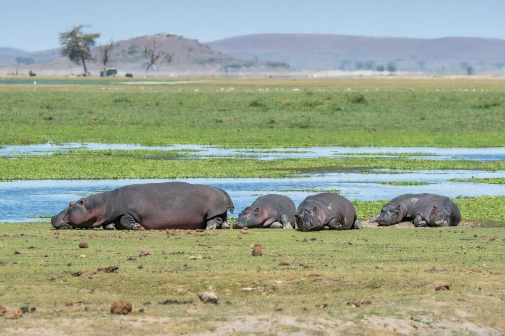 Scenic view of hippos in safari in Kenya