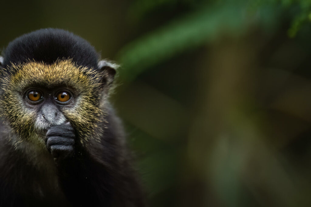 svnp_wildlife_golden_monkey_ross_couper_10_1