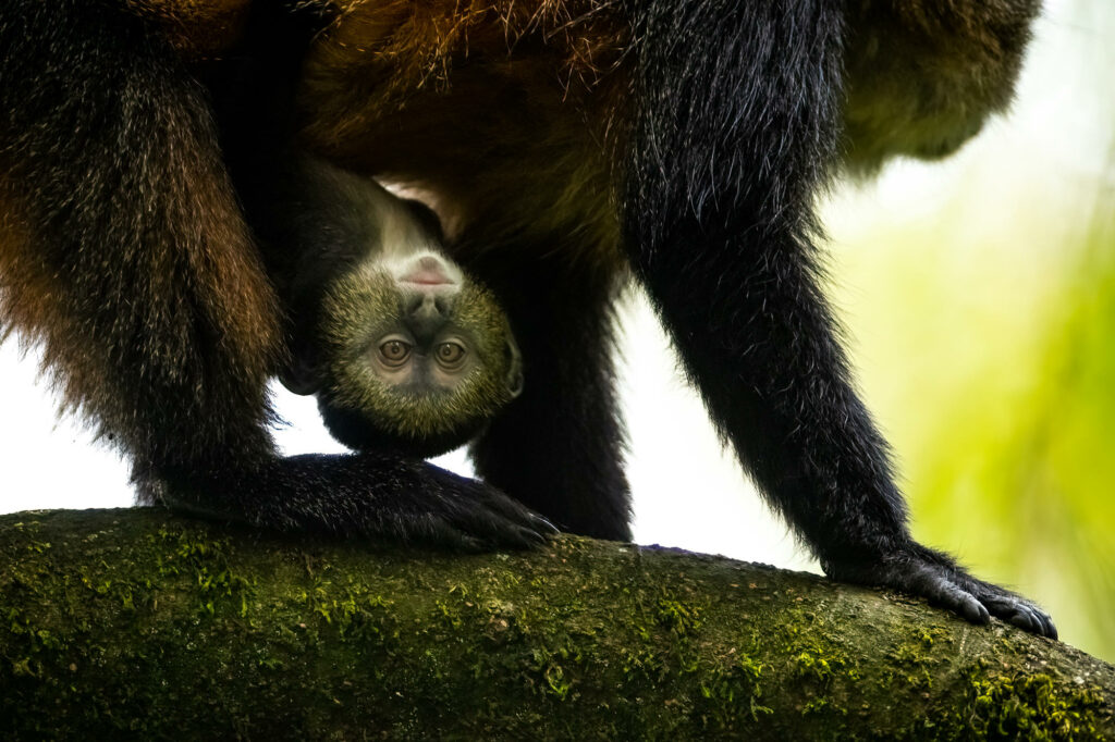 svnp_wildlife_golden_monkey_ross_couper_6_1