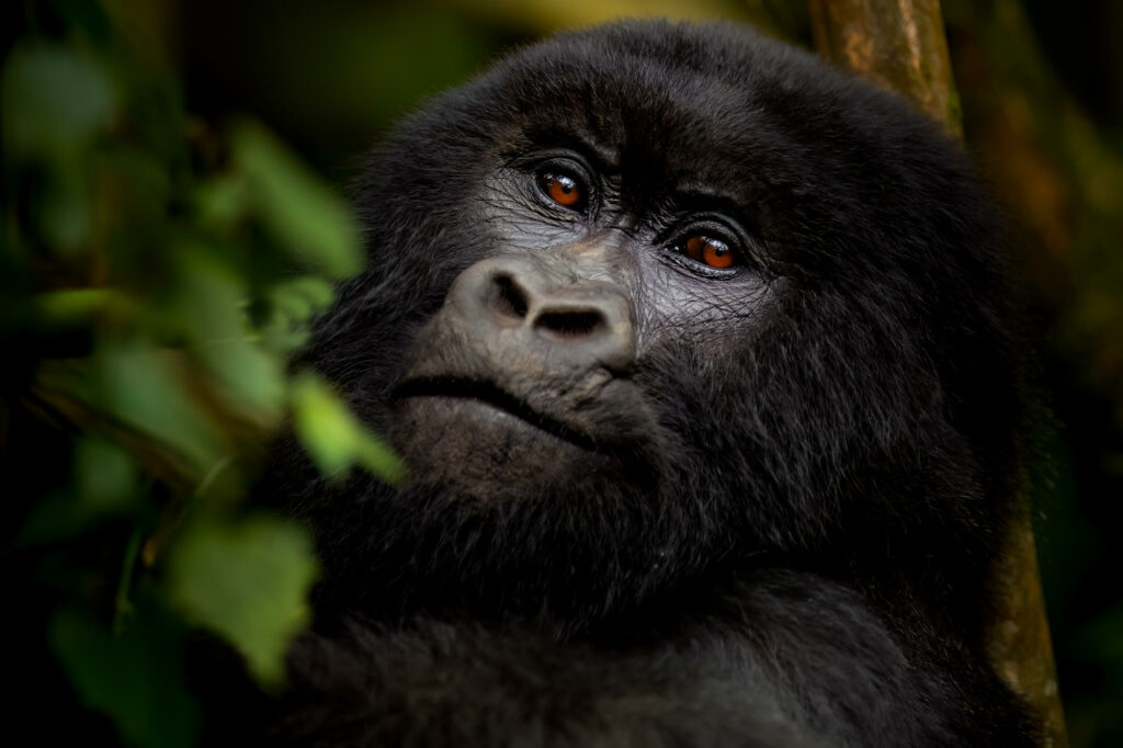 svnp_wildlife_gorilla_sabyinyo_family_ross_couper_3