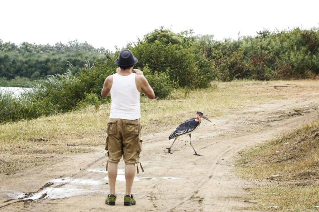 Uganda, Queen Elisabeth National Park, Touist taking pictures of a marabu