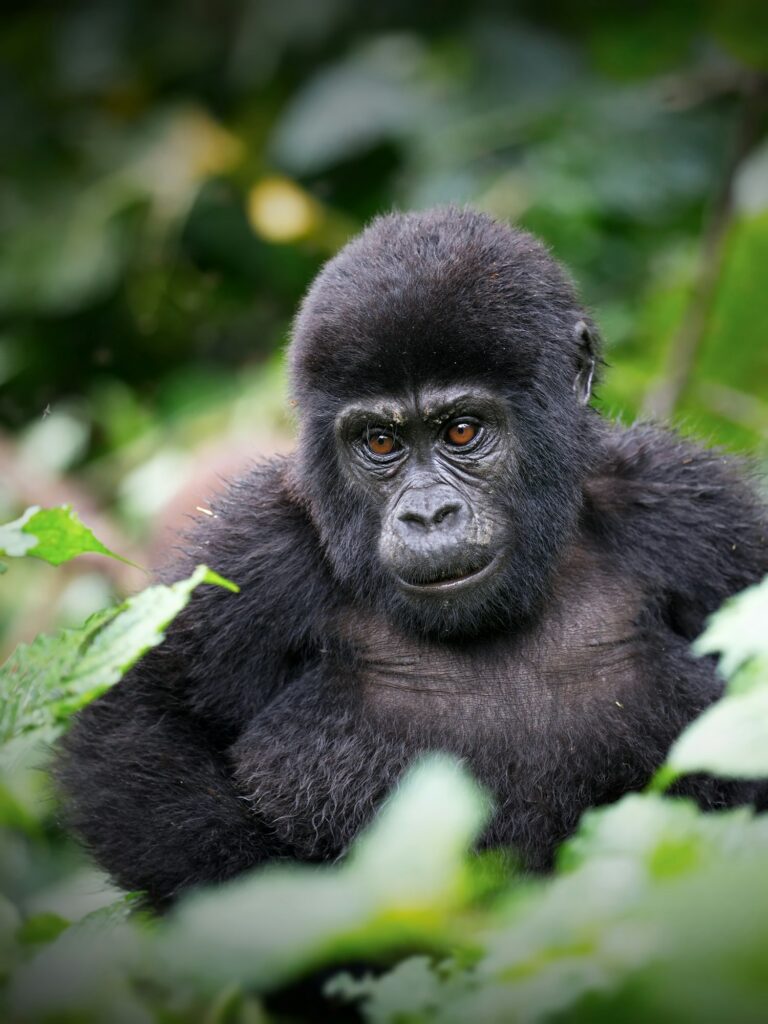 Vertical closeup shot of a small gorilla on a field in Uganda