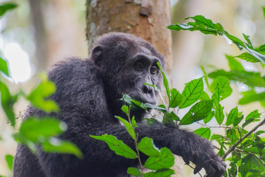 Rwanda chimpanzee tracking