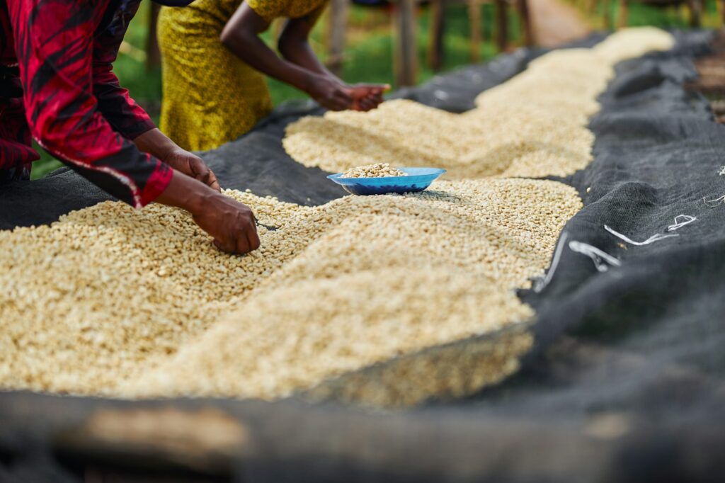 African female workers are sorting out coffee beans at washing station, Rwanda Coffee Tours