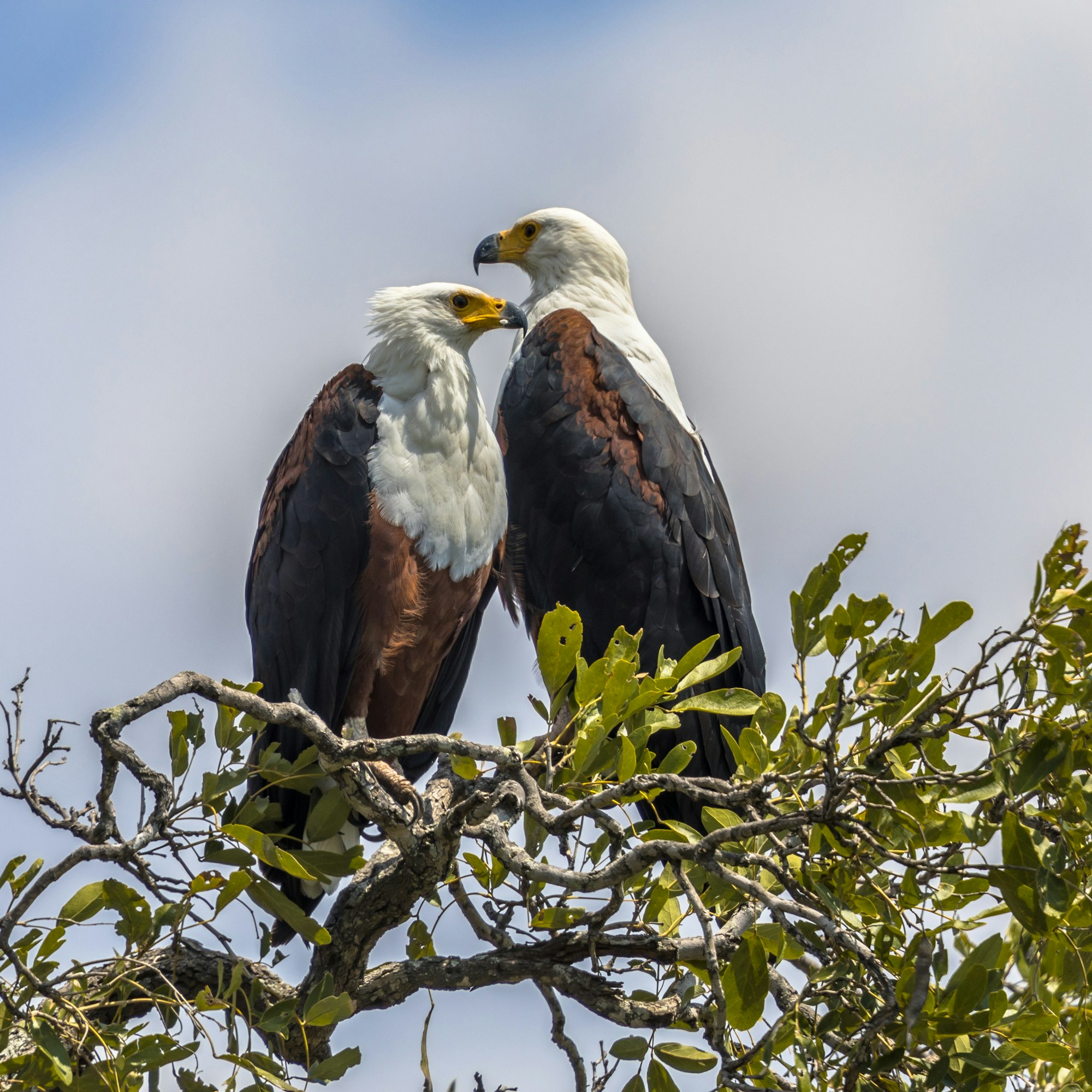 African fish eagle pair