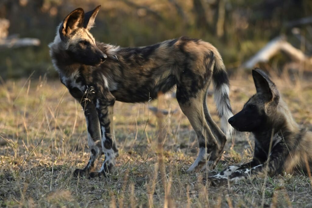 African Wild Dogs