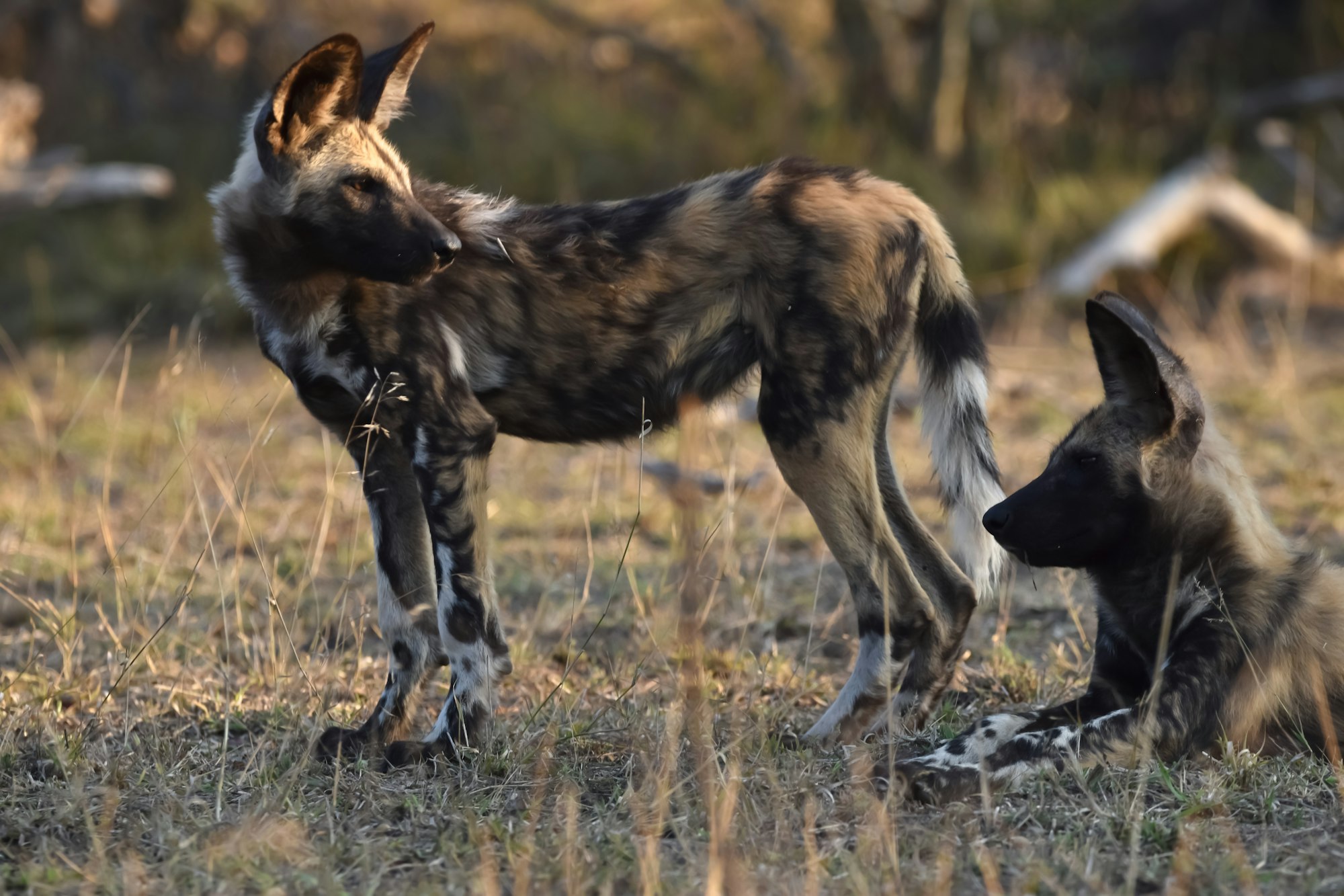 African Wild Dogs