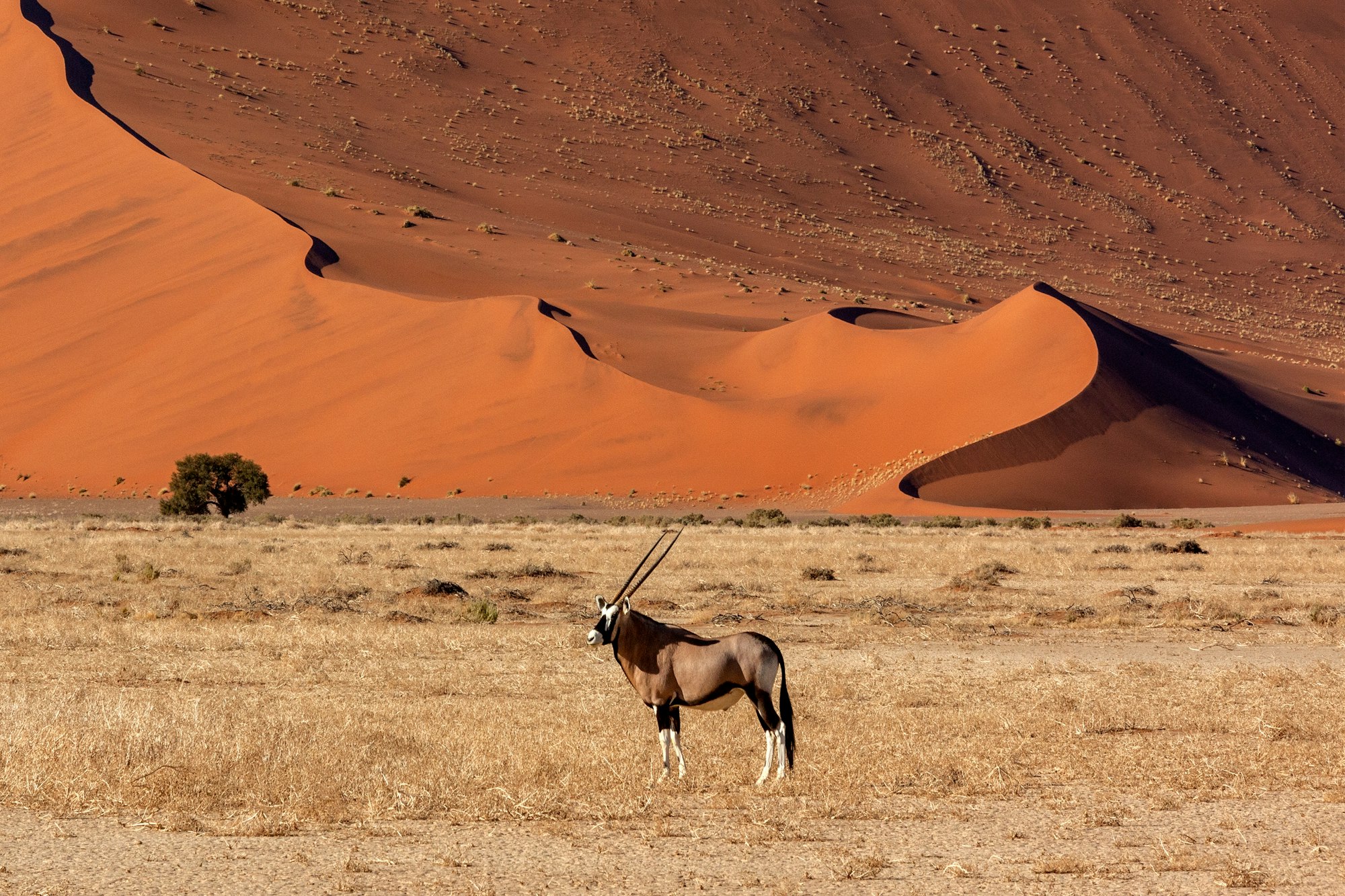 Gemsbok - Namibia