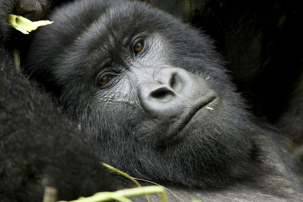 Goril'a Lisa relaxing in her nest, Rwanda gorilla conservation