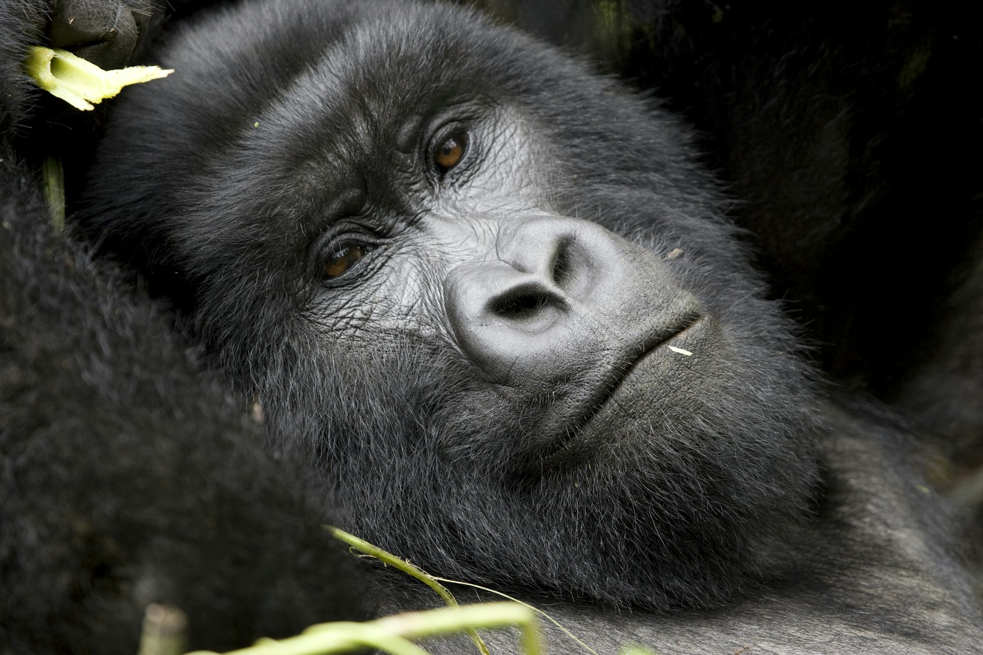 Goril'a Lisa relaxing in her nest, Rwanda gorilla conservation