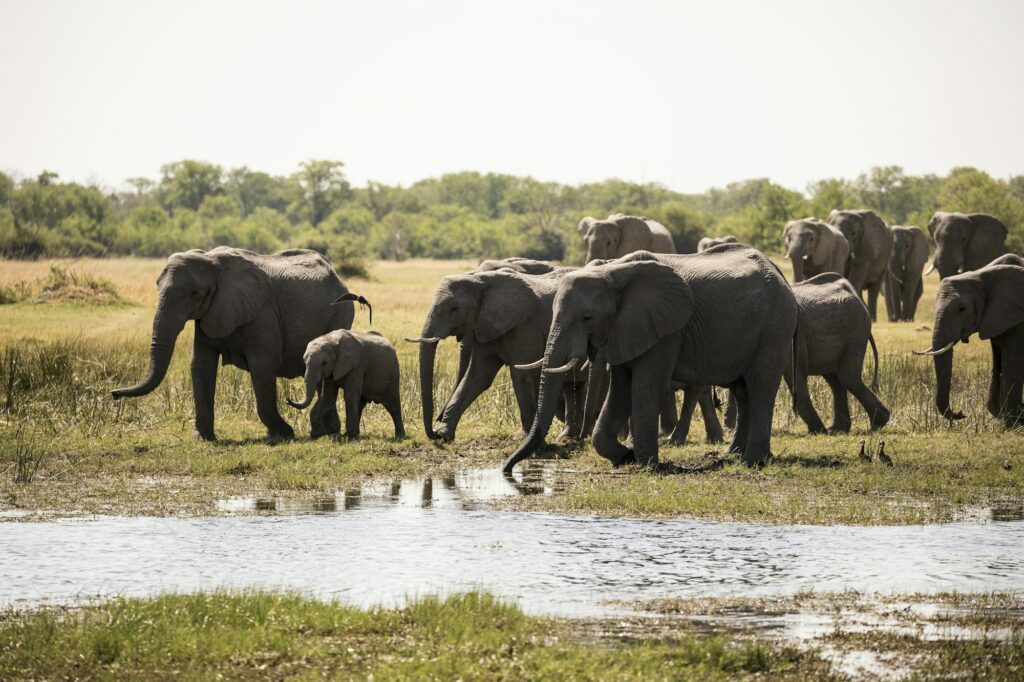 herd of elephants gathering at water hole, Moremi Game Reserve, Botswana, Chobe safari Botswana