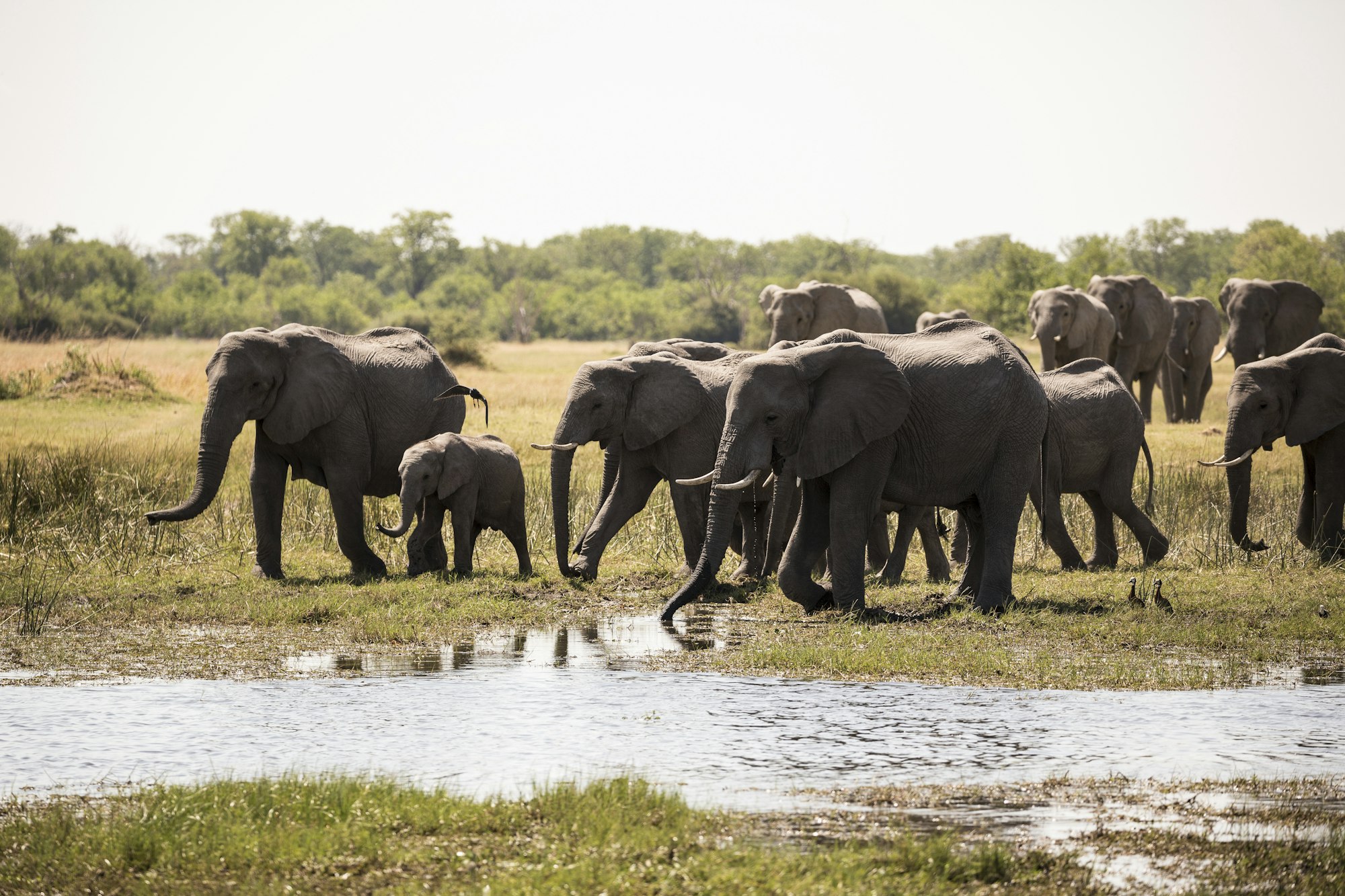 herd of elephants gathering at water hole, Moremi Game Reserve, Botswana, Chobe safari Botswana