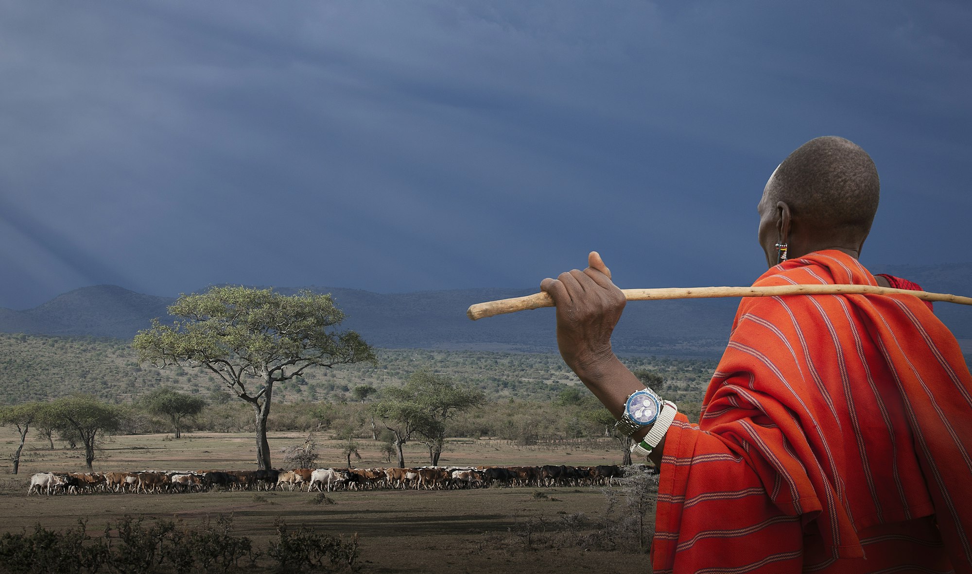 Masai shepherd watching his cows, Masai Mara National Reserve, Kenya