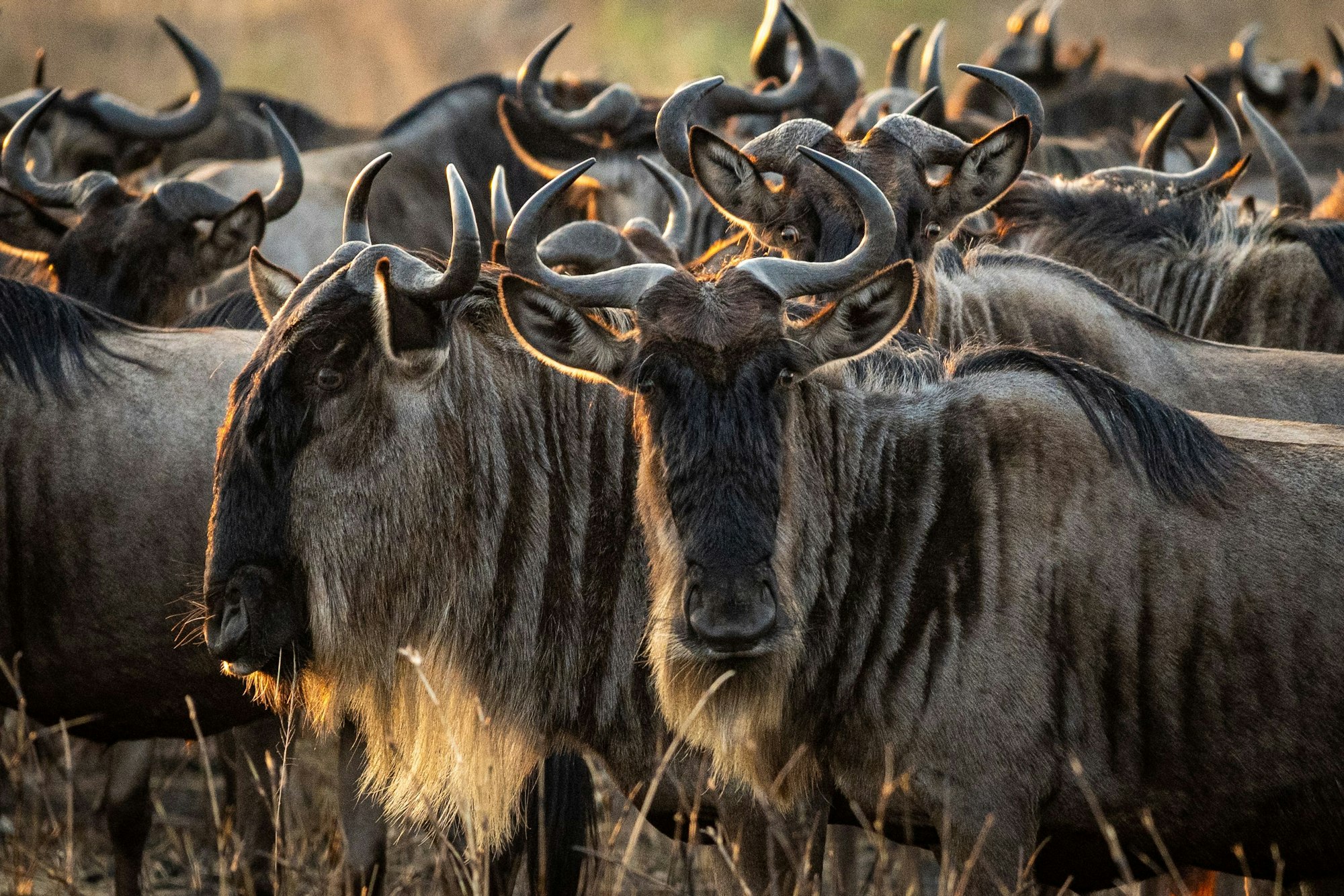 Scenic view of an open field full of wildebeests seen in an African safari, Great Migration safari