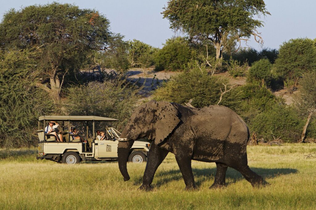 A close-up safari experience in Tanzania, with a massive elephant walking past a safari jeep full of excited travelers.