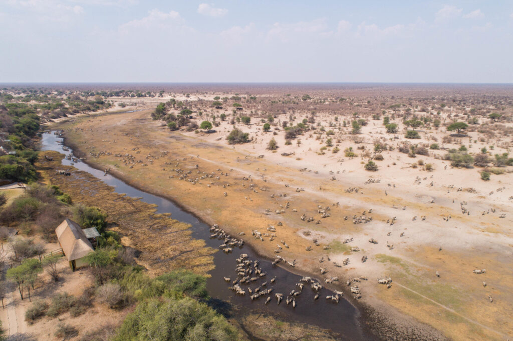 A stunning aerial view of wildlife congregating around a river in Tanzania’s vast safari plains.