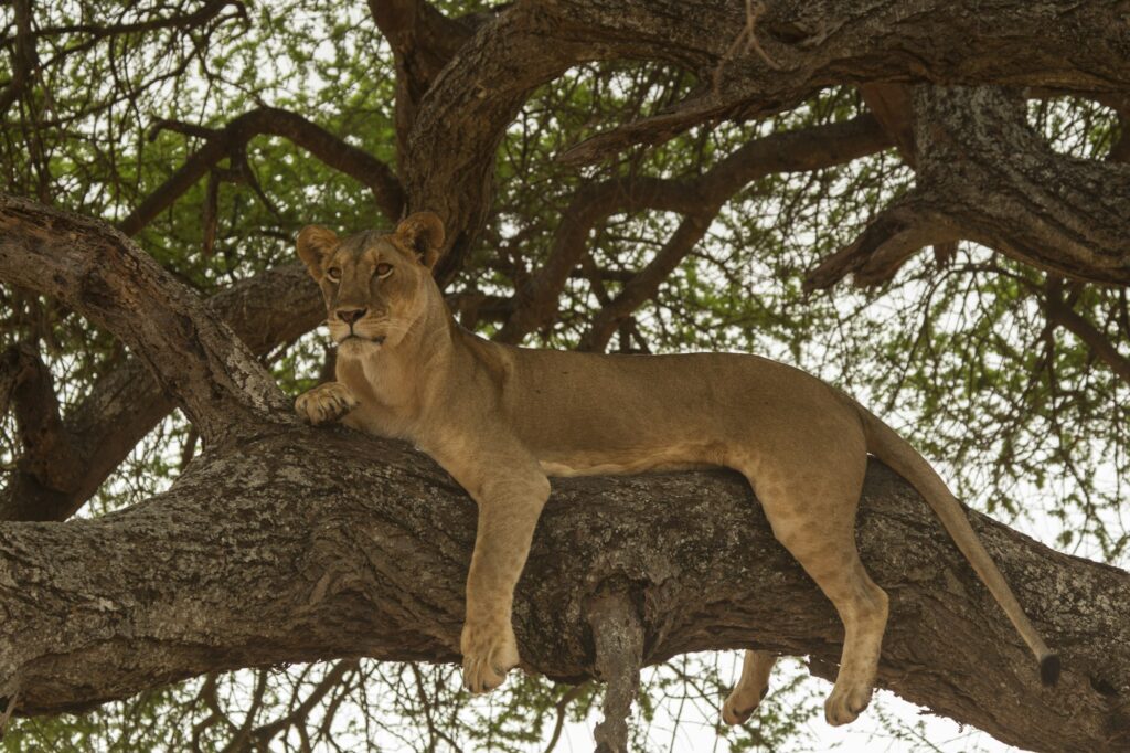 A rare sighting of a lion resting on a tree branch in Lake Manyara National Park, Tanzania.