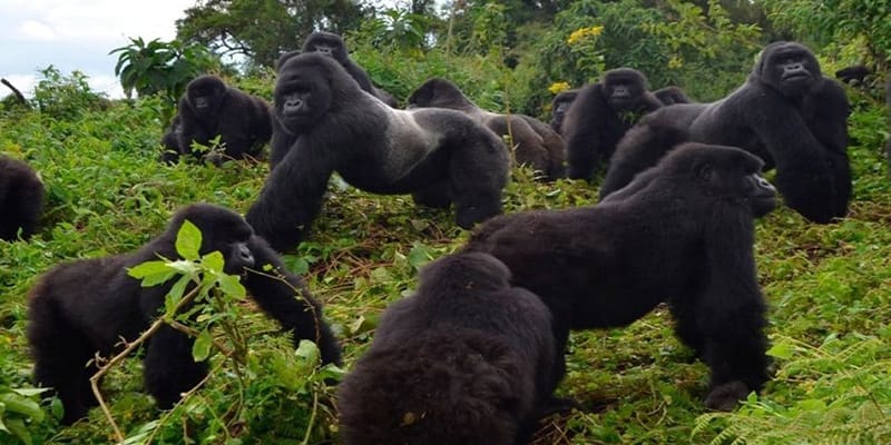 Mountain gorillas thriving in their natural habitat in Volcanoes National Park, Rwanda. A symbol of successful conservation and sustainable tourism efforts.