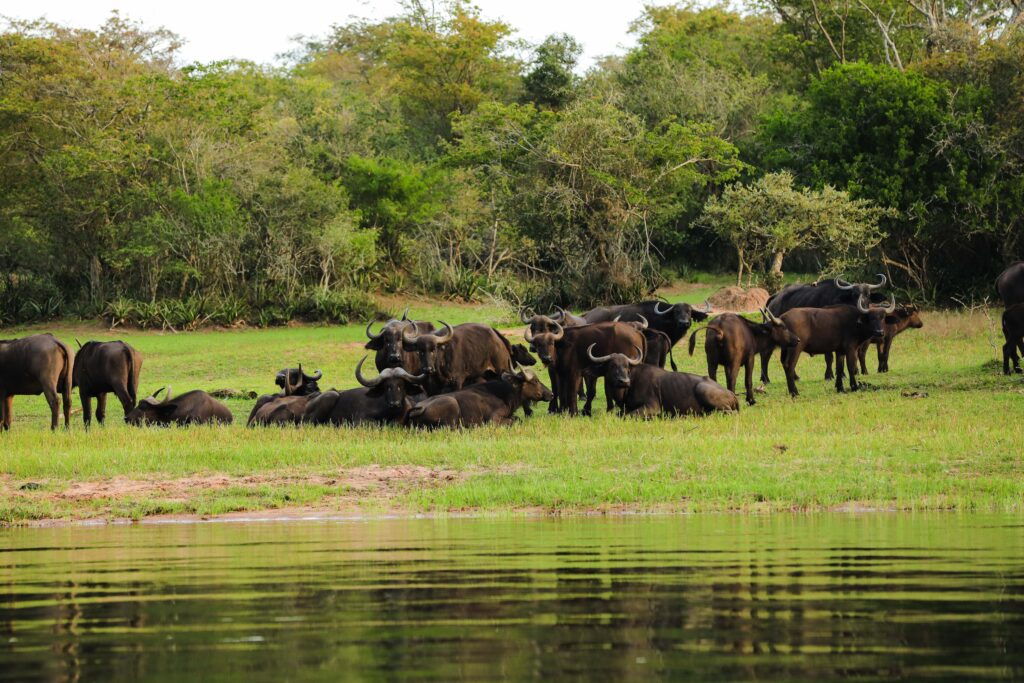 Akagera National Park. Big Five Safari. Rwanda travel
