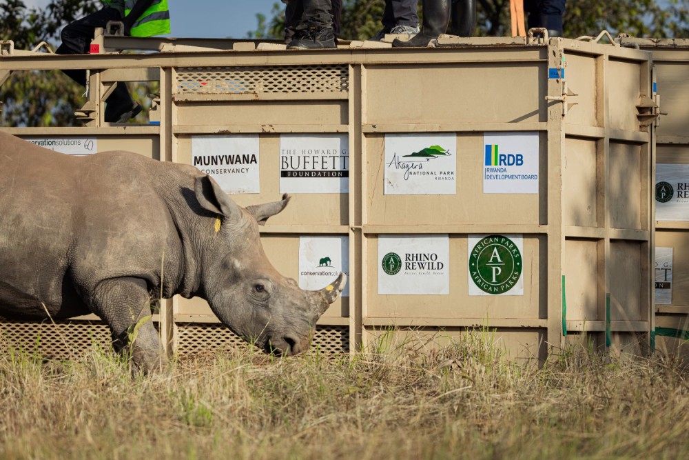 Southern white rhino stepping out of crate into grassy habitat in Rwanda’s Akagera National Park.