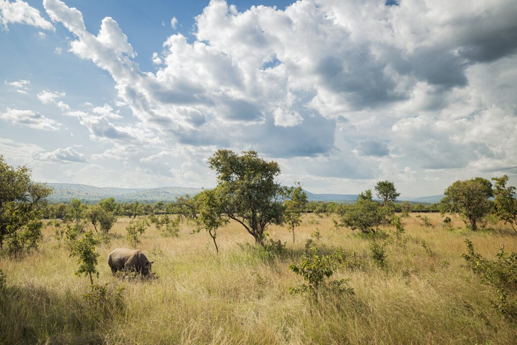 White rhino grazing freely on golden savannah plains under a wide sky in Akagera National Park, Rwanda.

