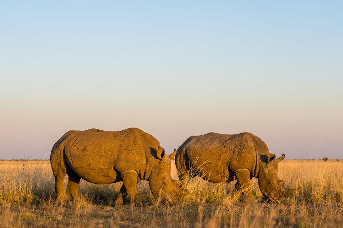 Two southern white rhinos grazing peacefully in the golden evening light on open grasslands of Akagera National Park.